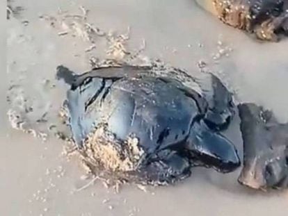 Tartaruga ferida pelo petróleo encontrada no litoral maranhense. REPRODUÇÃO