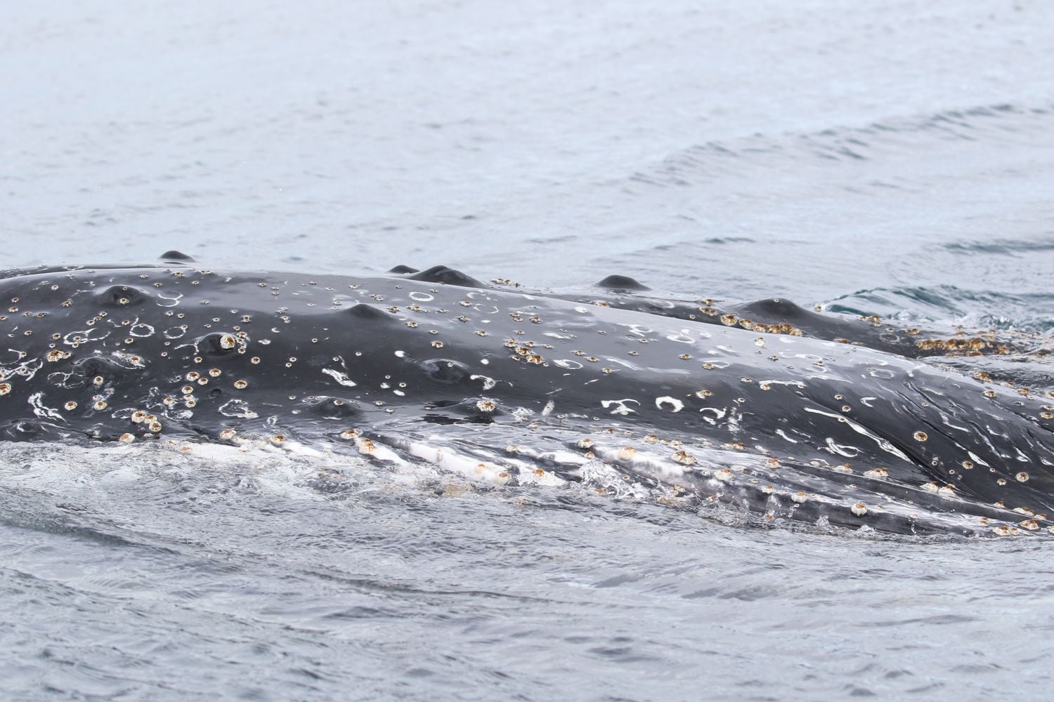 Baleia jubarte avistada na expedição do Arctic Sunrise, na Antártida.