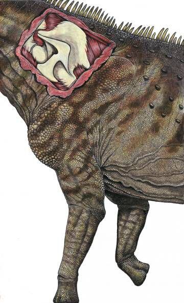 O desenho ilustra a reconstrução da vértebra do novo dinossauro