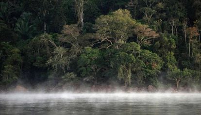Imagem de um território da floresta amazônica no Pará.