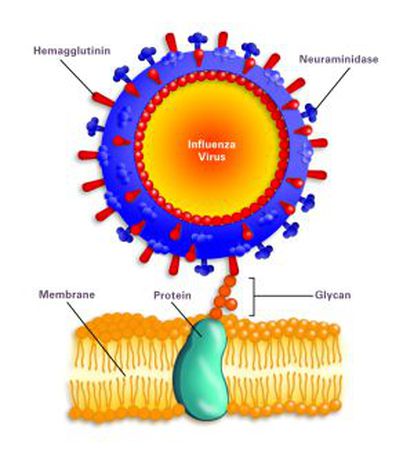 O gráfico mostra o vírus da gripe atacando uma célula. Os bastonetes da membrana externa são a proteína hemaglutinina e a enzima neuraminidase: suas iniciais servem para classificar todos os tipos de gripe.