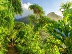 Steven Spielberg encontrou entre as samambaias arborescentes e as cúpulas brumosas da ilha de Kauai, a mais antiga do arquipélago norte-americano, o platô perfeito para filmar Jurassic Park: O Parque dos Dinossauros. A trilha Kalalau Trail (na foto), de 35 quilômetros, permite percorrer as praias e escarpas da costa de Nã Pali.