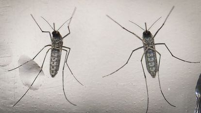Imagem de arquivo que mostra mosquitos Aedes aegypti.Arquivo