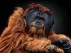 O orangotango, quase um espelho de nós mesmos. Apesar de uma consciência muito semelhante a nossa, os seres humanos continuam sendo os responsáveis morais por encontrar um equilíbrio sustentável para o mundo, diz o fotógrafo Pedro Jarque Krebs