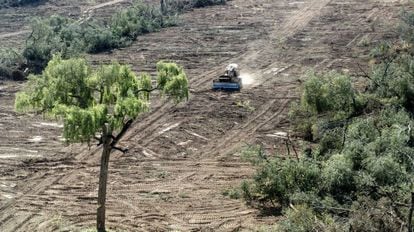 Uma escavadeira limpa uma floresta na província de Salta