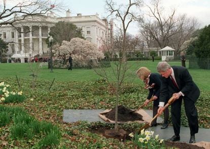 O presidente Clinton e sua mulher, Hillary, plantam uma árvore nos jardins da Casa Branca, em 1996.