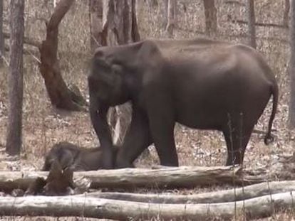 Estudo reúne episódios que mostram como os elefantes da Ásia também sofrem com o final da vida
