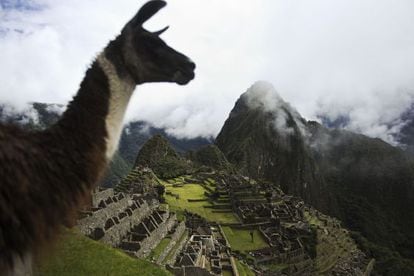 Uma lhama com em Machu Picchu ao fundo.