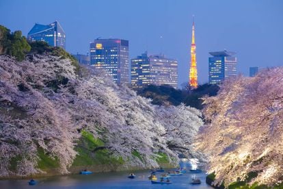 Floração das cerejeiras em Tóquio.