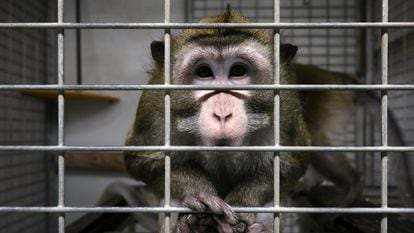 Mico em uma gaiola do laboratório Vivotecnia, em Madri, fechado por investigação de maus-tratos de animais.