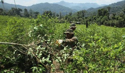 Bolívia, Colômbia e Peru são os principais produtores mundiais de coca e também de seu  derivado ilegal, a cocaína.