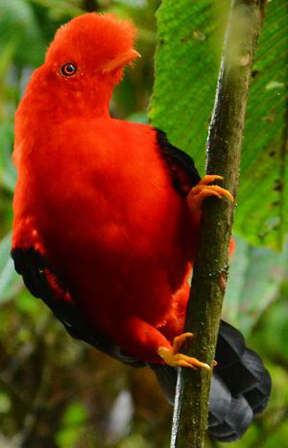 O galo da serra andino, da família cotingidae, tem entre seus antecessores as primeiras aves arborícolas.