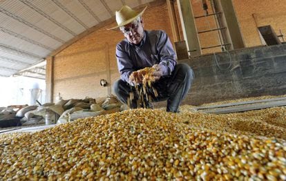 Um agricultor examina o milho transgênico que cultiva.