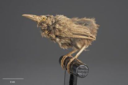 Uma garrincha de Stephens empalhado.