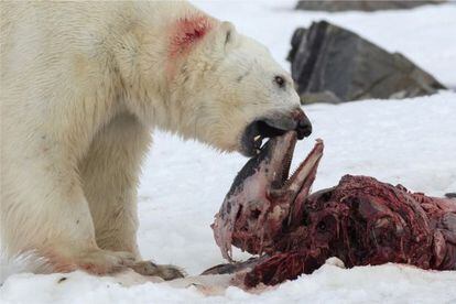 Urso polar se alimenta dos restos de um golfinho-de-bico-branco em julho de 2014.
