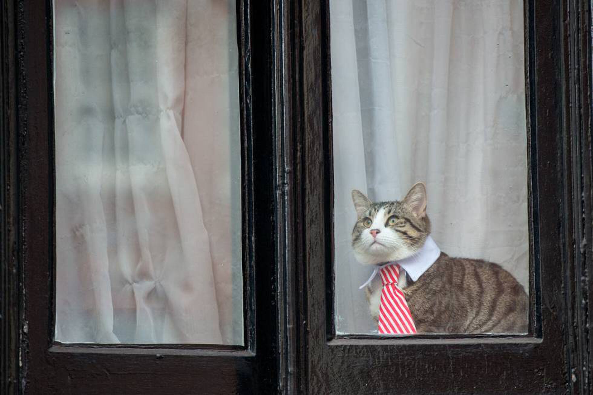 Cães e gatos vestidos como pessoas do século passado [galeria