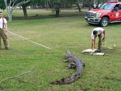 Elementos do grupo S.O.S Cocodrilo de Tampico capturam um crocodilo, em maio deste ano.