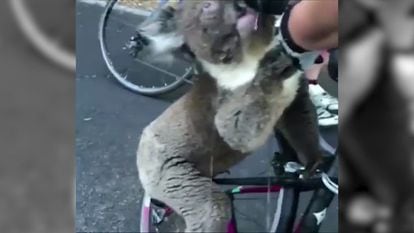 No vídeo que viralizou, um coala é socorrido por ciclistas.
