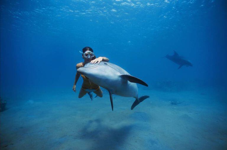 Uma mergulhadora nada junto a um golfinho no mar Vermelho.