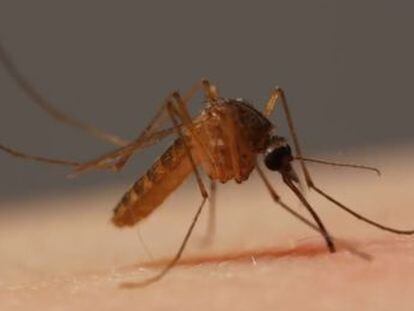 Câmera capta em altíssima definição o processo através do qual as fêmeas do mosquito incubam seus ovos