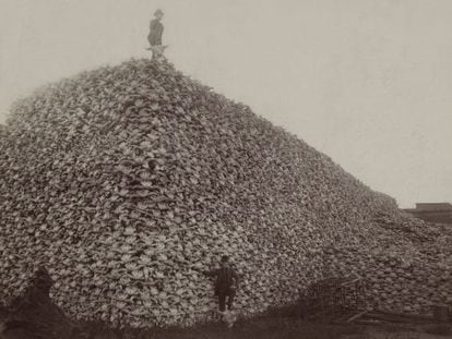 A superexploração dos recursos é um dos fatores que estão acelerando a extinção. Na imagem, montanha de crânios de bisões norte-americanos.