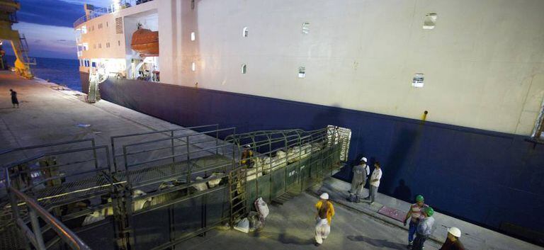Carga de gado em um barco na Vila do Conde (Brasil) com destino à China.