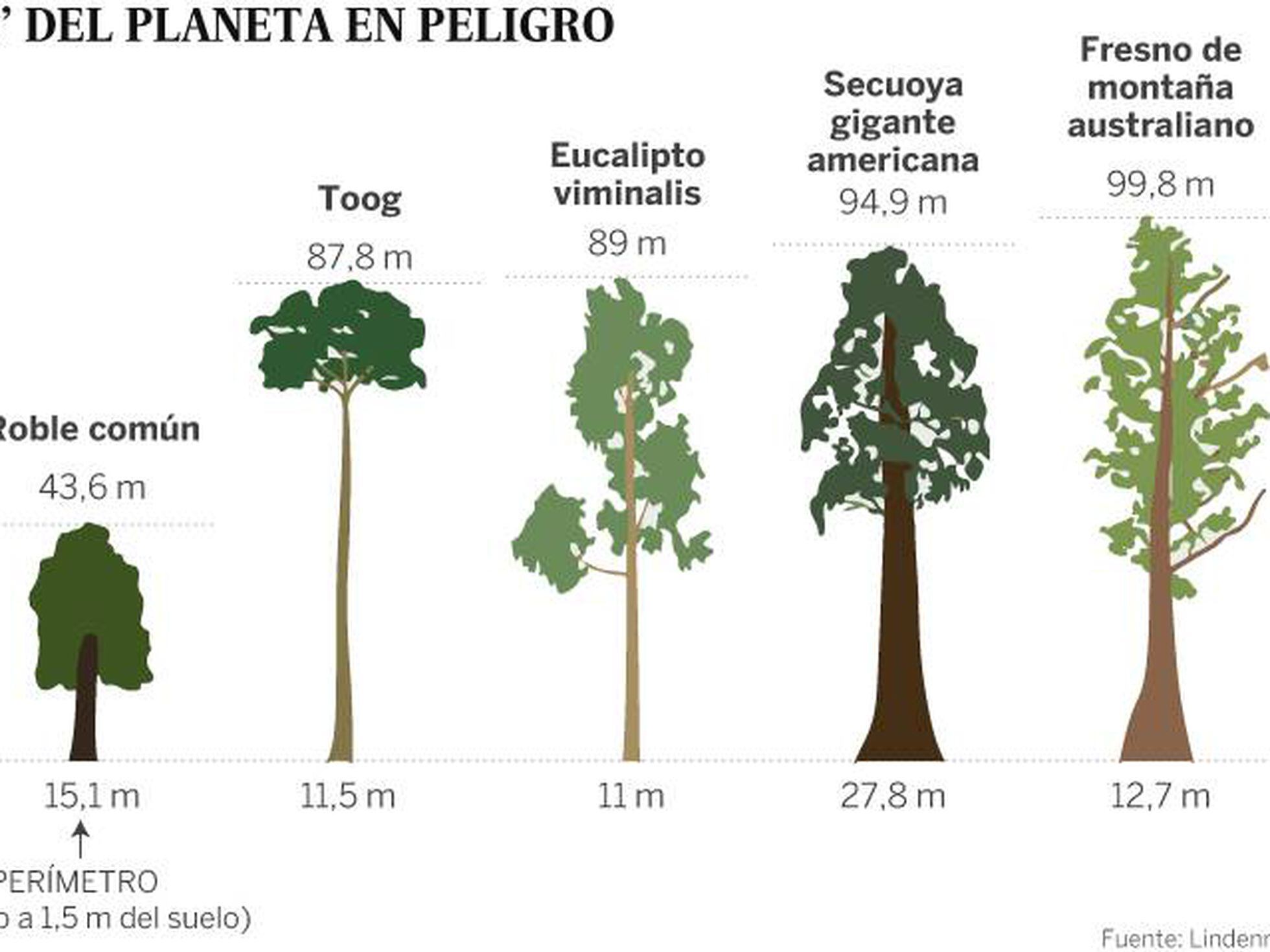 arvores-do-brasil-medio - Português