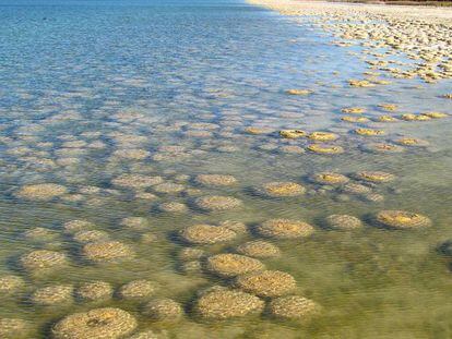 Estromatólitos como os da imagem no Parque Nacional Yalgorup, na Austrália, são os seres vivos mais antigos a terem deixado vestígios.
