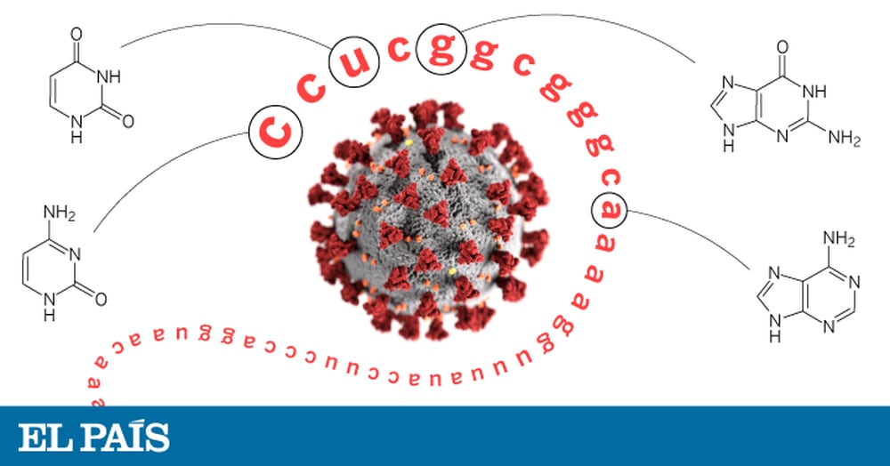 ccu cgg cgg gca: As doze letras que mudaram o mundo