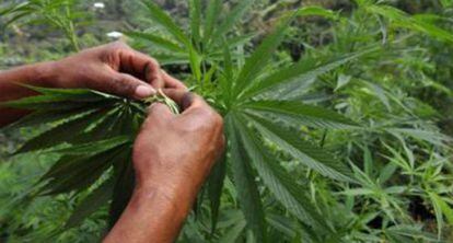 O novo instituto distribui autorizações de cultivo e registra consumidores.