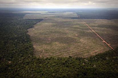 O ritmo de desmatamento da Amazônia brasileira voltou a subir em 2013.