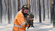Simon Adamczyk, con un koala rescatadode un bosque en llamas cerca del cabo Borda en la isla Canguro (Australia), el 7 de enero.
