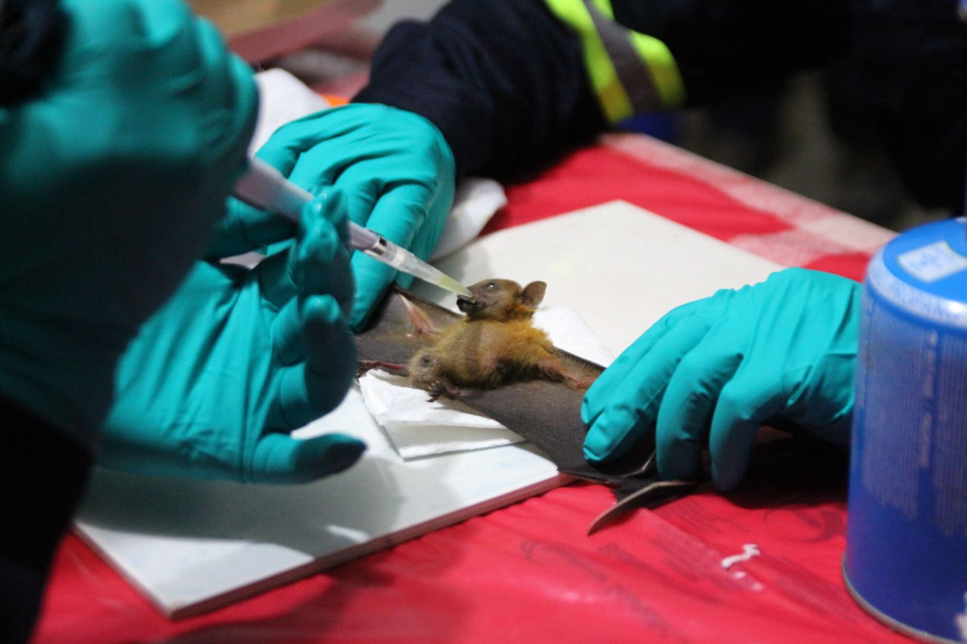 Centenas” de novos coronavírus são achados em morcegos da China | Ciência |  EL PAÍS Brasil