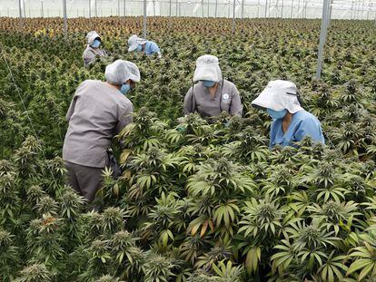 Trabalhadores cuidam de plantas de cannabis no viveiro da empresa Clever Leaves em Pesca, Boyacá (Colômbia), no dia 1º de julho.