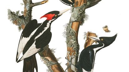 Um casal de pica-paus-bico-de-marfim, em um desenho feito pelo histórico ornitólogo John James Audubon.