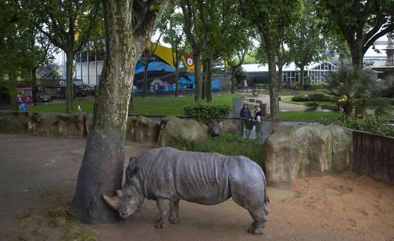Um rinoceronte no zoológico de Barcelona.