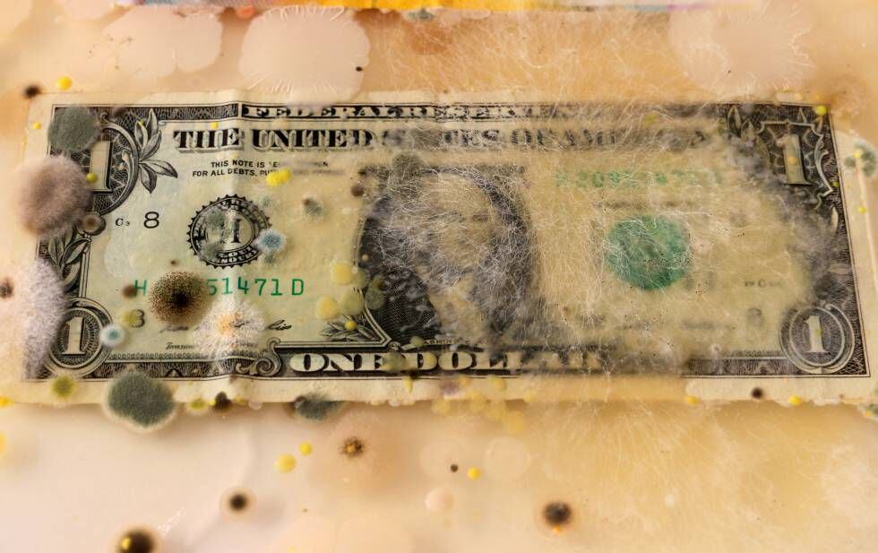 Um dólar americano invadido por micélio e fungos em uma caixa enriquecida com ágar.