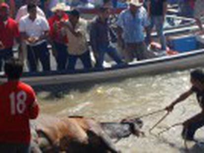 Em um município de Veracruz, fazem os animais atravessarem um rio para espancá-los na margem como parte de uma festa religiosa