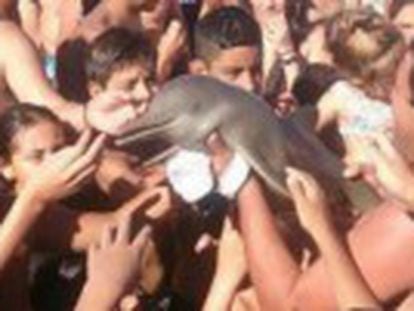 Dois animais foram tirados da água por banhistas na praia de Santa Teresita, na Argentina, e um deles morreu de desidratação