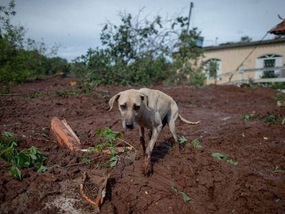 Cachorro caminha pela lama perto de casa soterrada em Brumadinho.