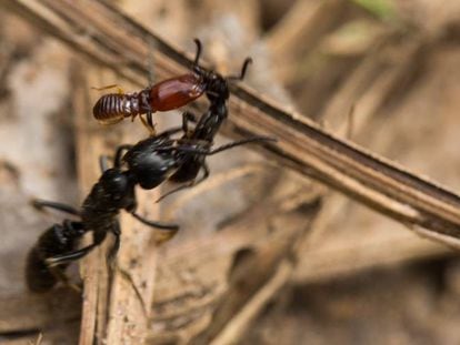 Formiga ferida por um cupim é transportada por uma companheira