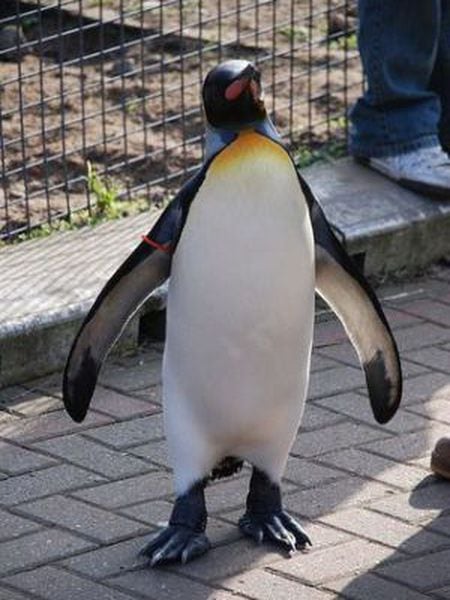 O pinguim mais conhecido como Sir Nils Olav.