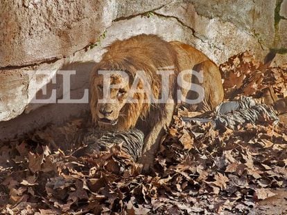Um leão ataca um homem que entrou na zona dos felinos do zoo de Barcelona.