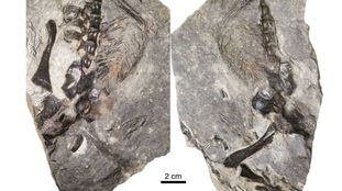 Os fósseis de 'D. unamakiensis' encontrados no Canadá.