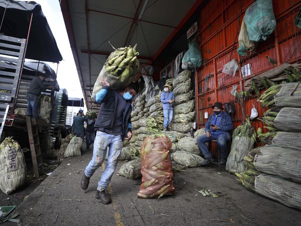 A man wearing a mask amid the new coronavirus pandemic carries a sack of corn at the Corabastos one of Latin America's largest food distribution centers in Bogota, Colombia, Tuesday, June 23, 2020.  The Corabastos general manager said that the market has workers controlling the temperature and applying disinfectant to those entering the place in an effort to curb the spread of COVID-19. (AP Photo/Fernando Vergara)