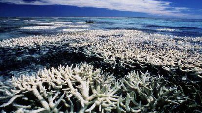 Ejemplares de la Gran Barrera de Coral de Australia.