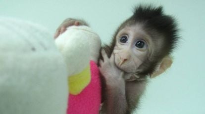 Zhong Zhong, um dos clones de macaco criados por cientistas chineses.