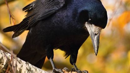 O corvo é um dos pássaros mais inteligentes