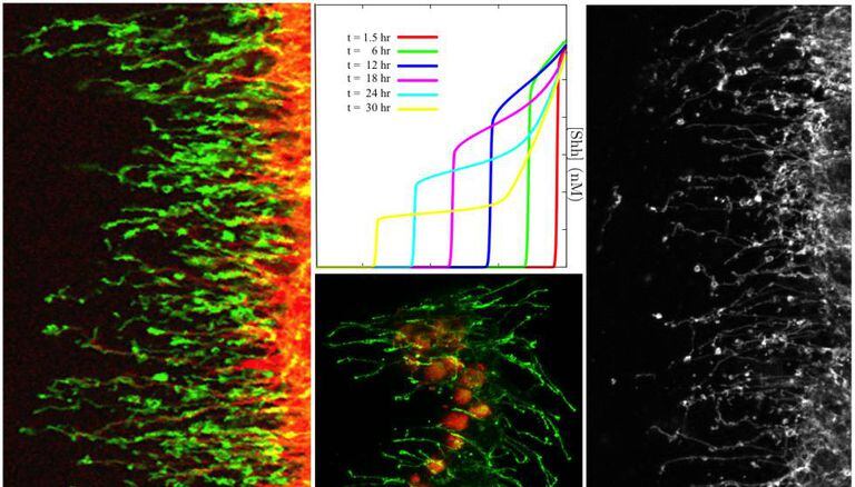 Imagens de tecidos em desenvolvimento da mosca da fruta ou mosca do vinagre (‘Drosophila melanogaster’), nas quais se observam as extensões celulares (filopódios). O gráfico mostra a simulação matemática da informação transportada no processo de comunicação (densidade de Sonic Hedgehog).