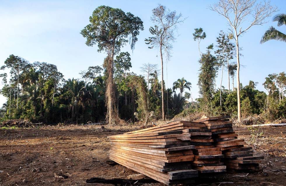 Tábuas de madeira obtidas em desmatamento ilegal na zona protegida.